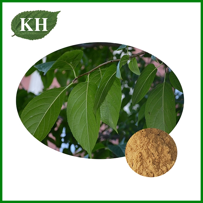 Eucommia Leaf Extract
